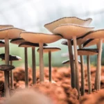 Hallucinogenic drug found to reduce effects of aging