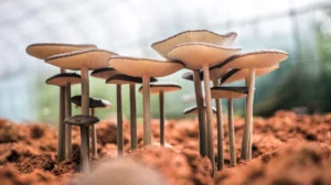 Hallucinogenic drug found to reduce effects of aging