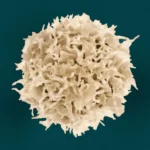 Some aging adults have ‘youthful’ immune systems
