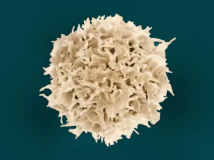 Some aging adults have ‘youthful’ immune systems