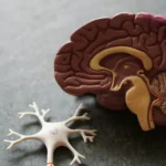 Neurologist links heart health to dementia