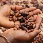 Cocoa supplements show promise in fighting age-related inflammation