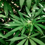 Study finds cannabis use may be linked to brain resilience in older adults