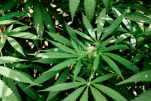 More seniors are using marijuana and driving